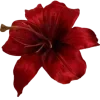🌺