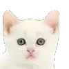 ̗̀➛🐈Ｋｉｔｔｅｎｓ — Telegram emoji pack