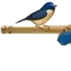 🕊️
