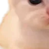 🍓