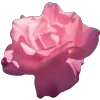🌸