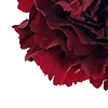 🥀