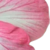 🌸