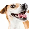 🐶