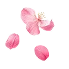 🌸