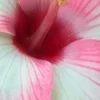 🌸