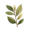 🌿