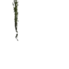 🌿