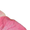 🌸