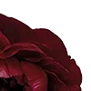 🥀