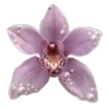 🌸