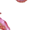 🐙