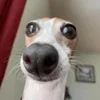 🐶