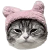 🐈