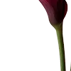 🥀