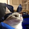 Kotik emoji — Telegram emoji pack