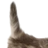 🐱