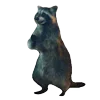 🦝