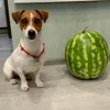 🐶