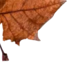 🍂