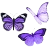 🦋