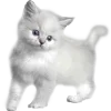 🐈