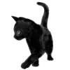 🐈‍⬛
