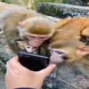 📱