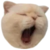 🐱