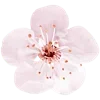 🌸