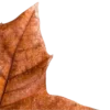 🍂
