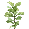 🌿
