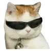 😎