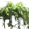 🌿