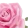 🌹