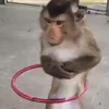 🐵