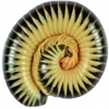 🐌