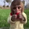 🐵