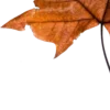 🍂