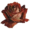 🌹