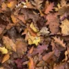 🍂