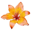 🌺