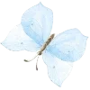 🦋