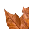 🍂