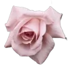 🌹