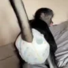 🐵