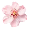🌸