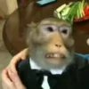 🐵