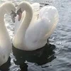 🦢