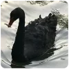 🦢